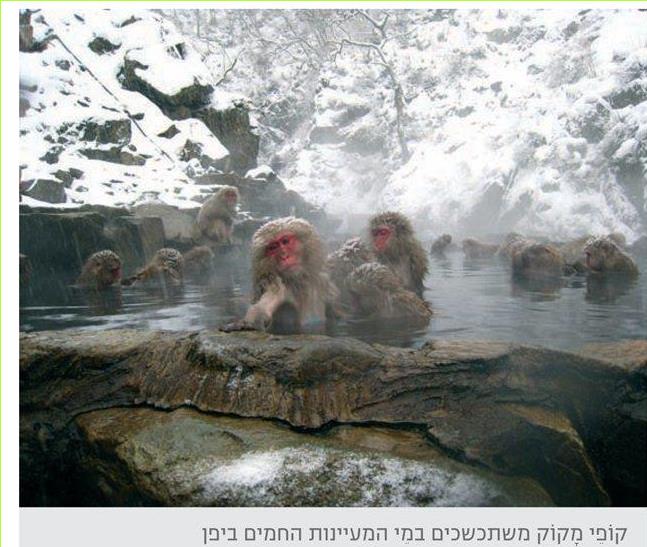 קופי מקוק משתכשכים במי המעיינות החמים ביפן